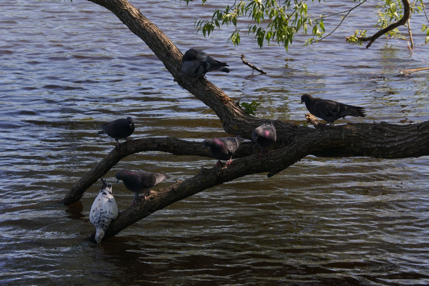 DSC05889--в очередь на водопой .jpg