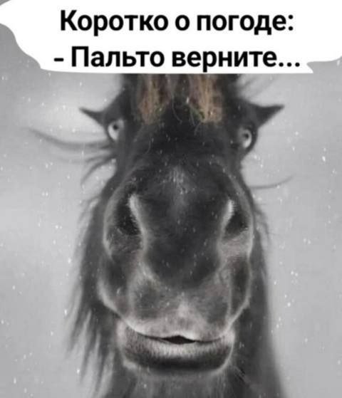 зима пальто.jpg