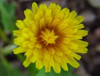 IMG_1359.JPG