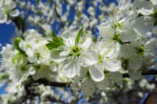 IMG_1335.JPG