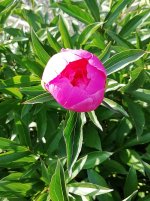 IMG_20250614_181653.jpg IMG_20250614_181653.jpg