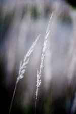 Canon FD 50-1.4--7523.jpg