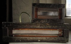 Ленточники большой и маленький.JPG