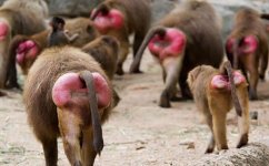 красный диплом.jpg