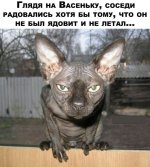 соседи кошак.jpg