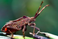 Carl Zeiss Tessar 40-2.7-_SDI0876.jpg