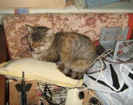IMG_0104.jpg