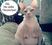 Кошак..jpeg