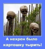 воры картошки.jpg