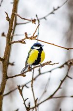 Синичка_февральская_5.JPG