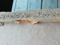 IMG_20260619_181222.jpg