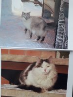 кошки2.jpg