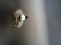 IMG_208.JPG