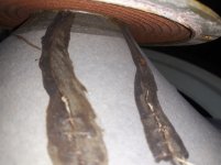 25gdn4 kinap ldsound.club (10).jpg