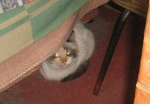 IMG_2026.jpg
